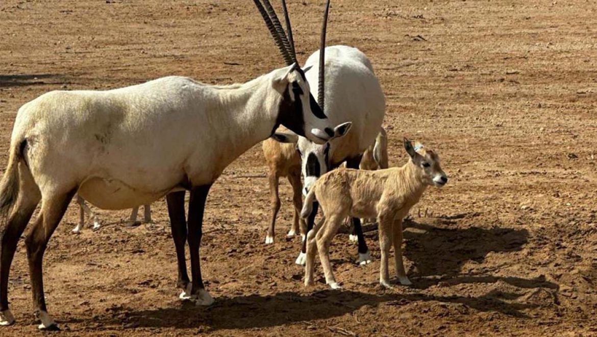 כשאוהבים את הטבע – הטבע אוהב בחזרה
