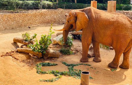 יוסי הפיל האפריקאי-צבר חוגג 50