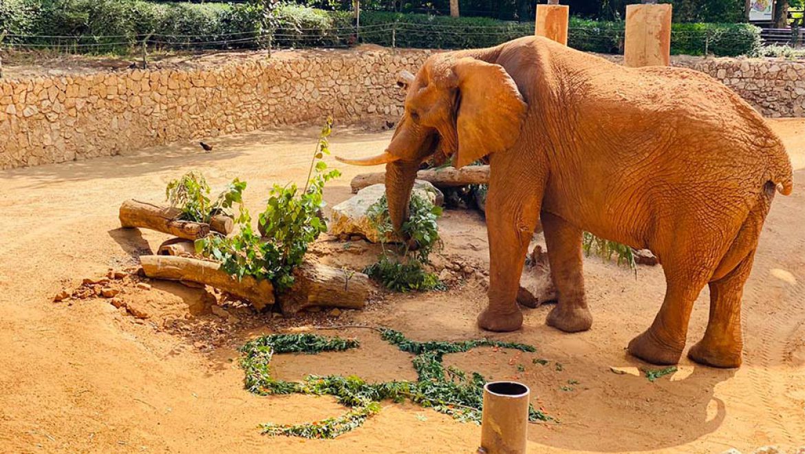 יוסי הפיל האפריקאי-צבר חוגג 50