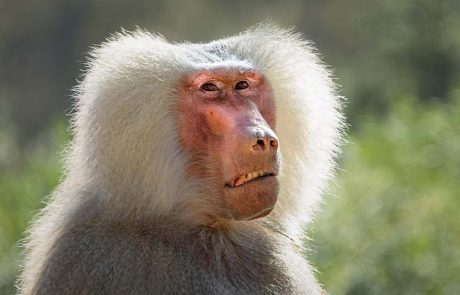 פעילות פסח משפחתית בספארי ר”ג