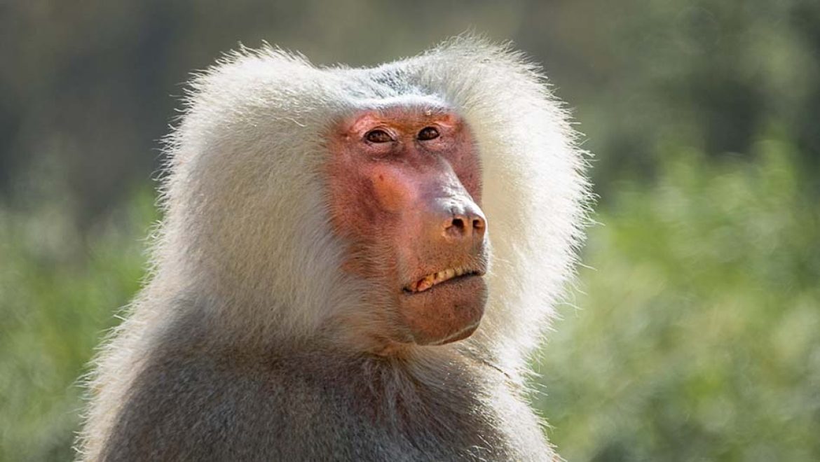 פעילות פסח משפחתית בספארי ר”ג