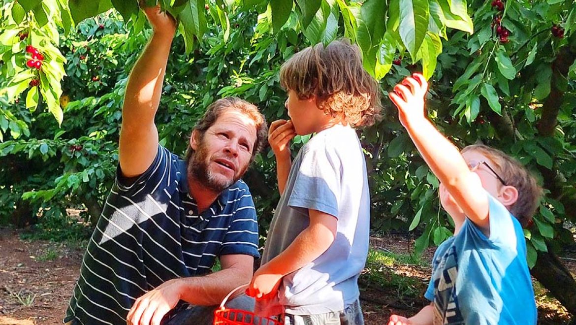 העונה הכי טעימה בשנה: קטיף הדובדבנים המשפחתי בגולן