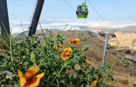 פריחתה של ה”פרגה הקירחת” בפסגת החרמון