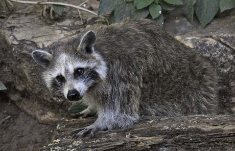 היום חוגג העולם את יום ההערכה לדביבון: נא להכיר את הראקון