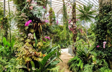 פסח בין הפרחים: ניווט לכל המשפחה בין שבילי הגן הבוטני גבעת רם