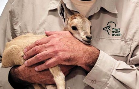 חיות הבר צריכות לחיות בטבע