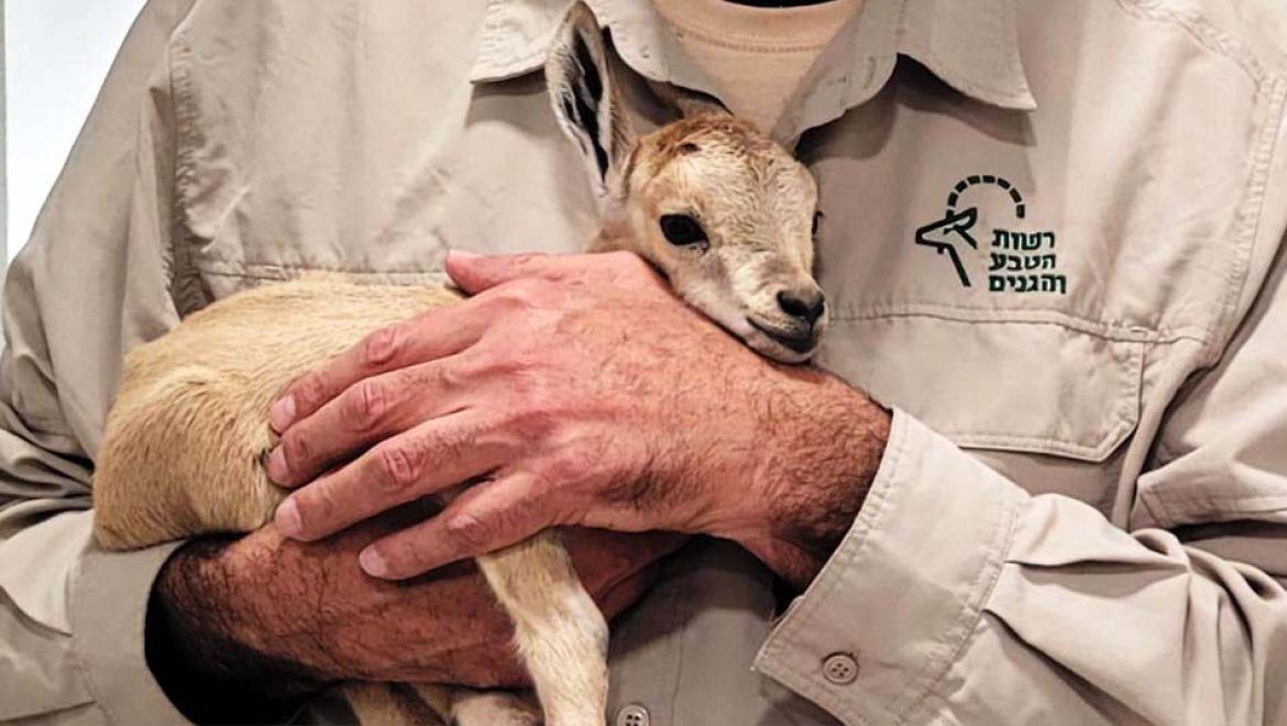חיות הבר צריכות לחיות בטבע