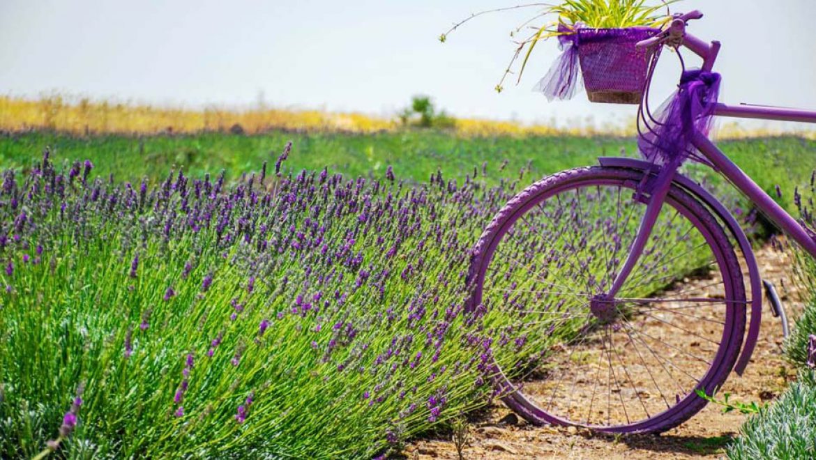 פריחת הלבנדר בגולן צובעת את השדות בסגול