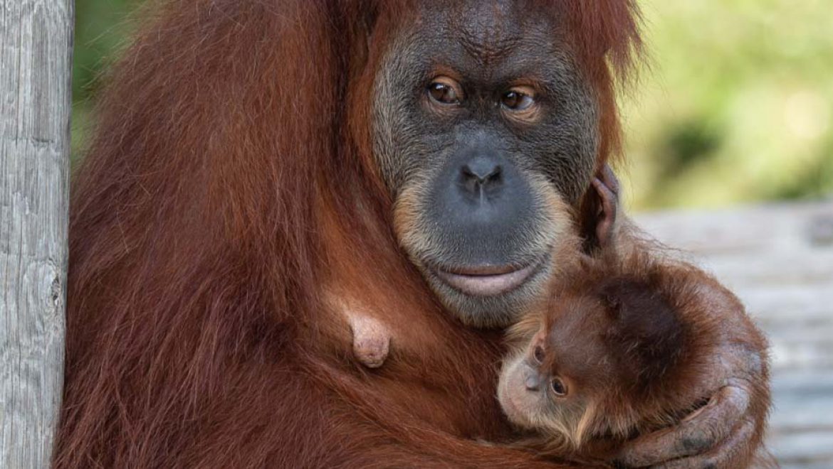 ספארי ר”ג חגג את יום האורנגאוטן, עם אמא טאנה והפעוטה טוקיו