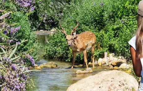 מתרעננים יחד בטבע: בין מטיילים, יעלים ויחמורים