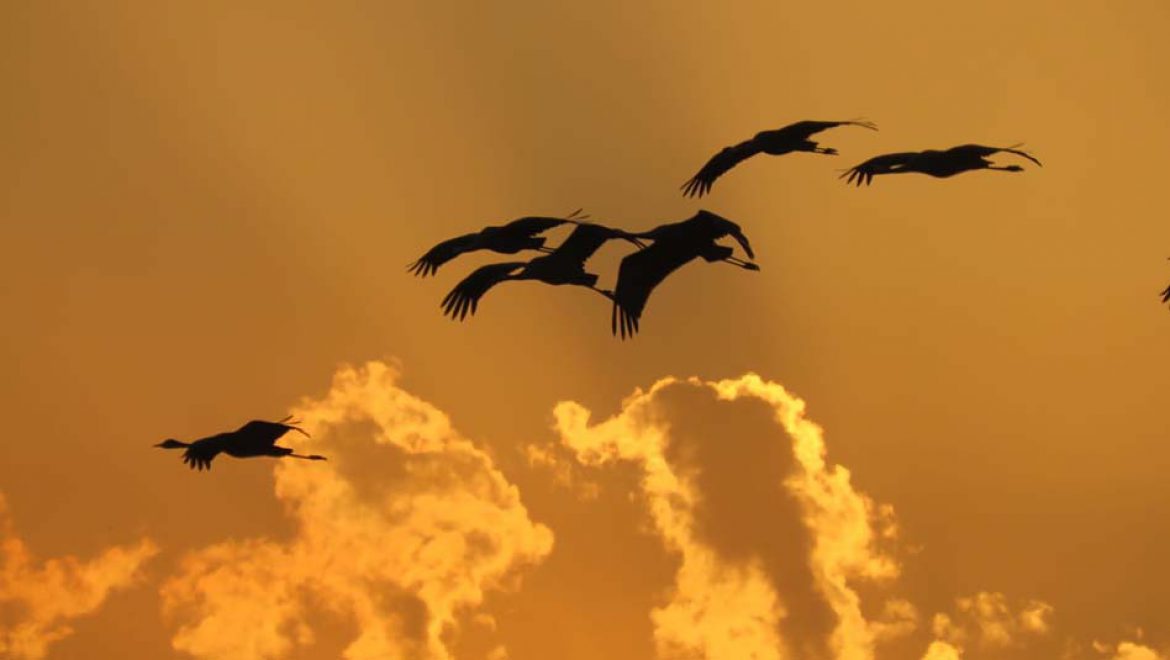 קק”ל מדווחת מהשטח: באגמון החולה נספרו כ- 19,500 עגורים!