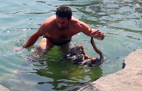 דרמה בכינרת: אנפה ארגמנית חולצה והופנתה לטיפול בחיבולנס של רט”ג