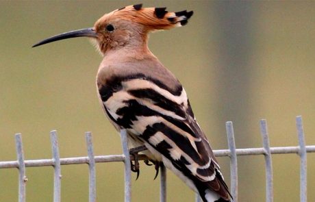 סיכום ספירת הציפורים הגדולה לשנת 2025