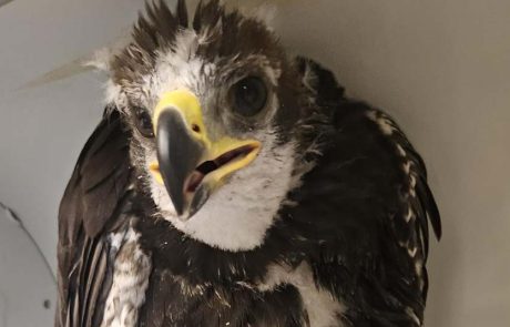 הגוזל שלי חזר אל הקן! ניצל גוזל עיט זהוב