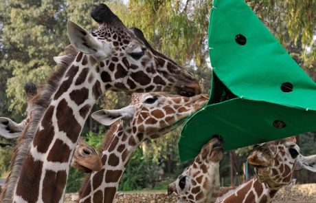 הכי גבוה: הג’ירפה דניסה הגיעה לשמים