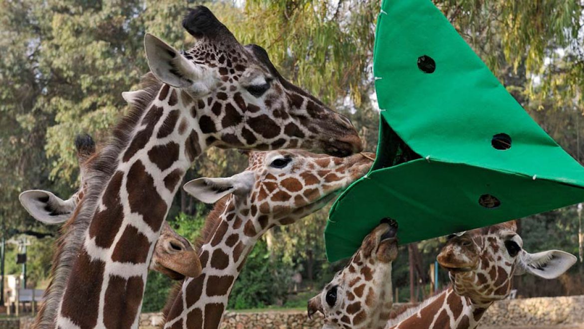 הכי גבוה: הג’ירפה דניסה הגיעה לשמים