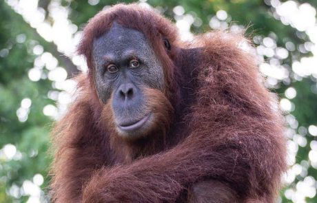 ספארי ר”ג מציע ערבי קיץ לכל המשפחה