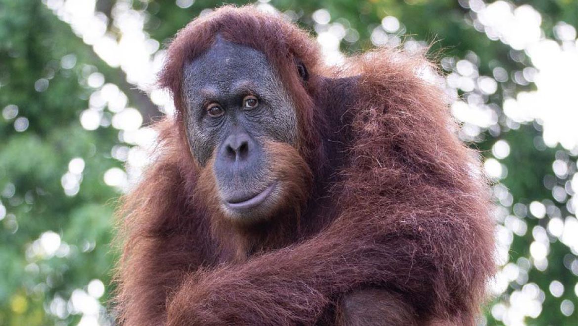 ספארי ר”ג מציע ערבי קיץ לכל המשפחה