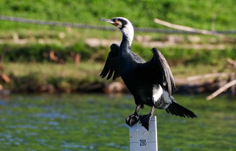 עלייה בגודל אוכלוסיית קורמורן גדול בישראל
