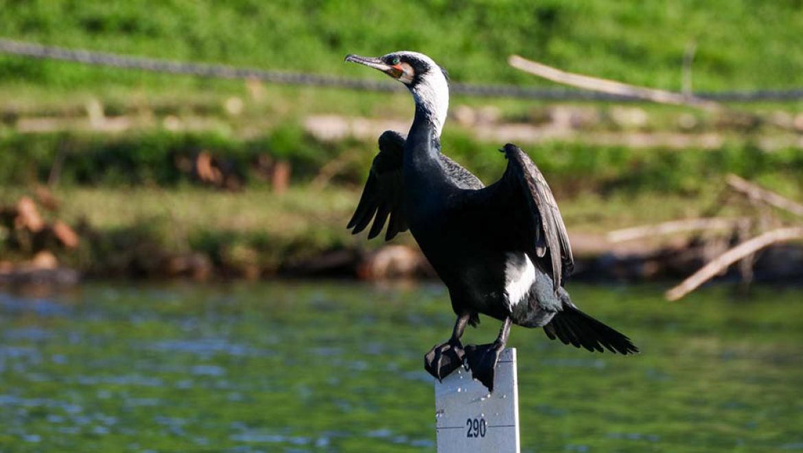 עלייה בגודל אוכלוסיית קורמורן גדול בישראל