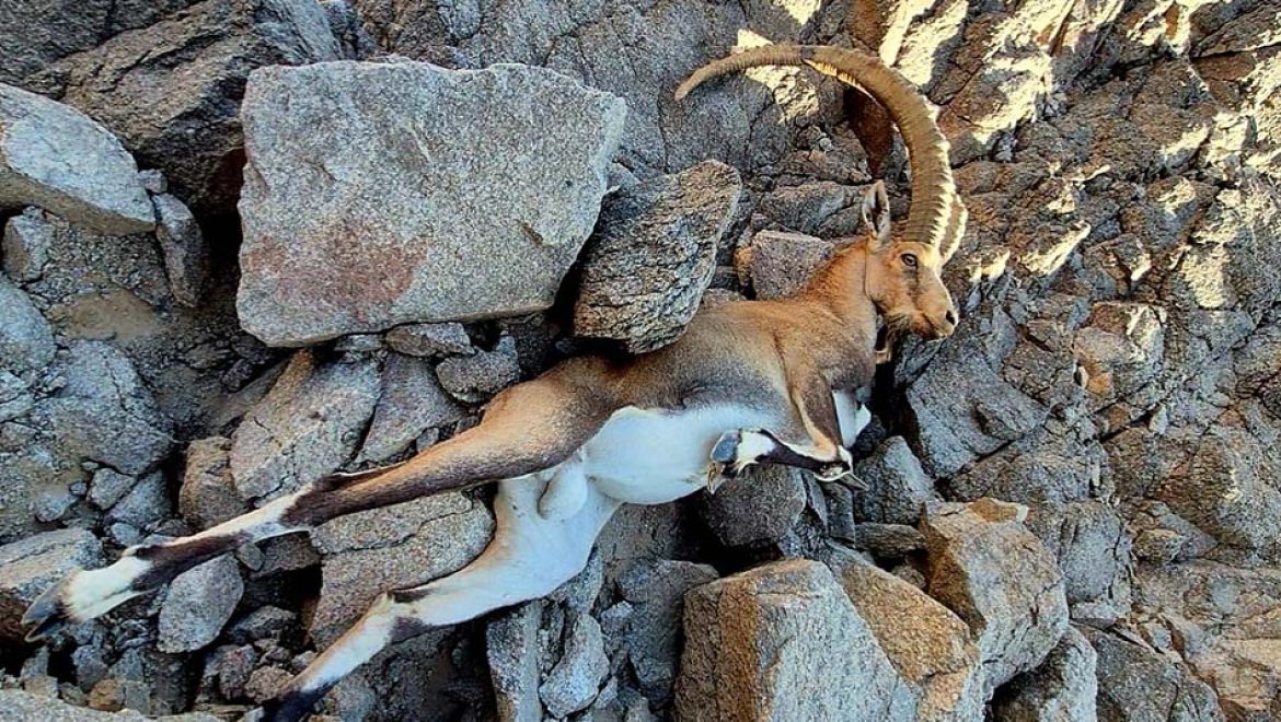 הצלת יעל נובי פצוע במצוקי אילת