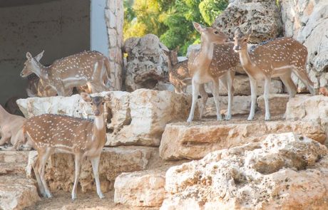 חנוכה בגן החי פתח תקווה: הפנינג משפחתי, בעלי חיים והרבה סופגניות