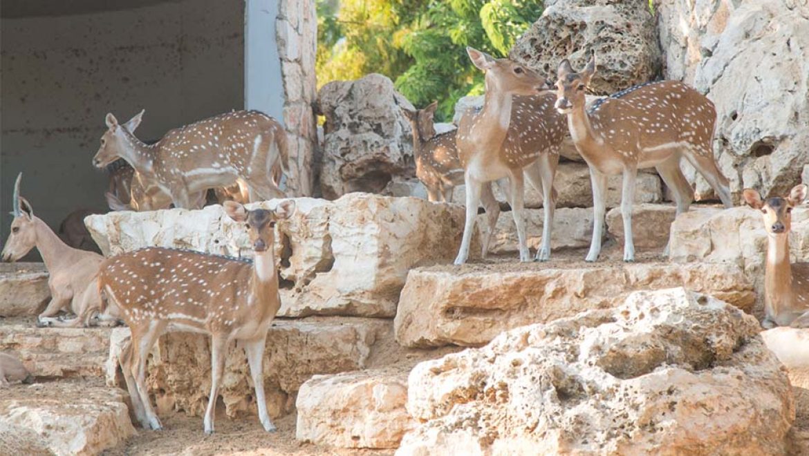חנוכה בגן החי פתח תקווה: הפנינג משפחתי, בעלי חיים והרבה סופגניות