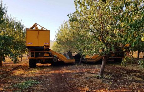 בארץ אהבתי השקד פורח