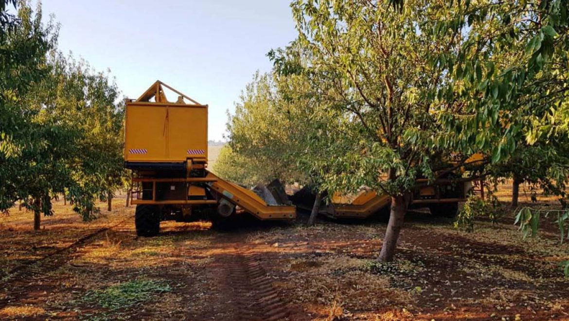בארץ אהבתי השקד פורח