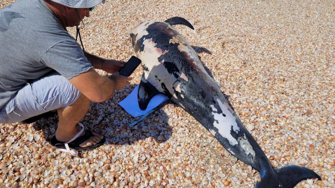 דולפינן מצוי נמצא הבוקר מת דרומית לצוק יבנה ים מחוץ לשטח המוכרז