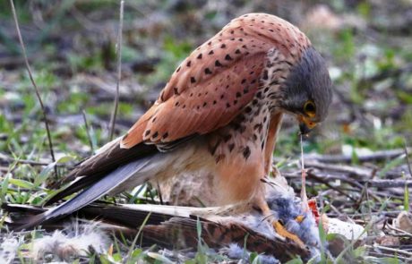 תיעוד נדיר של קניבלזים בבזים