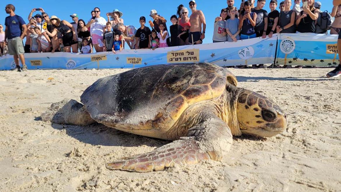 מלני ולילוש הוחזרו לטבע