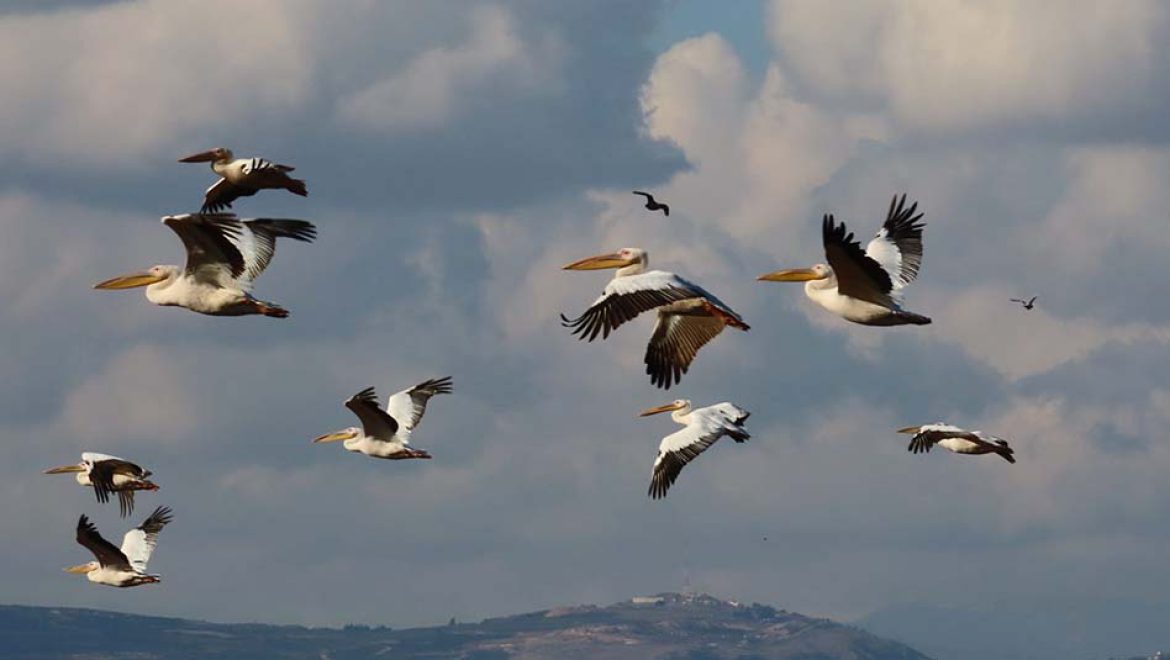 בוקר של עגורים באגמון החולה-קק”ל