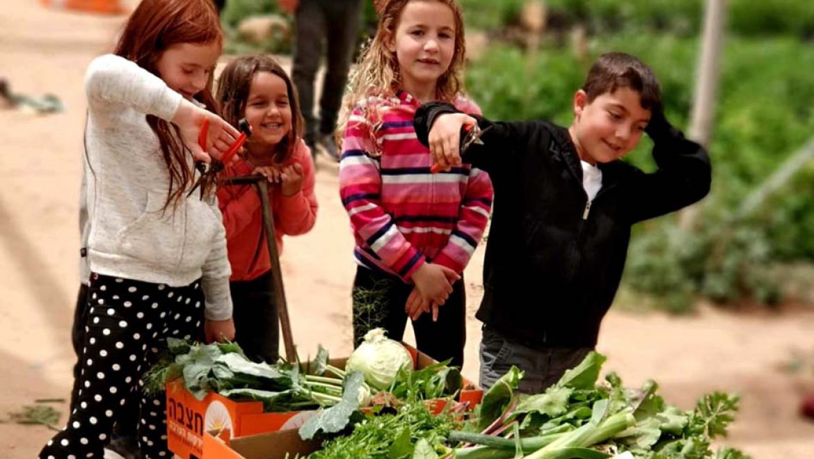 חנוכה חקלאי משפחתי בחוות ‘בין השיטין’ בערבה התיכונה