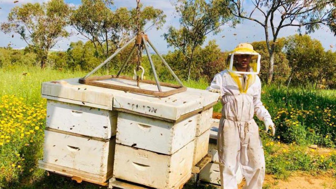 דבש, דבורים, דבוראים ומועצת הדבש