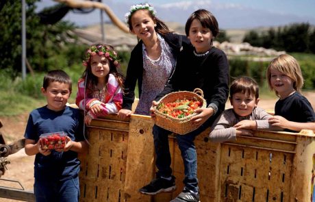 בוסתן ‘בראשית’ בעין זיוון יפתח שעריו לקטיף דובדבנים עצמי