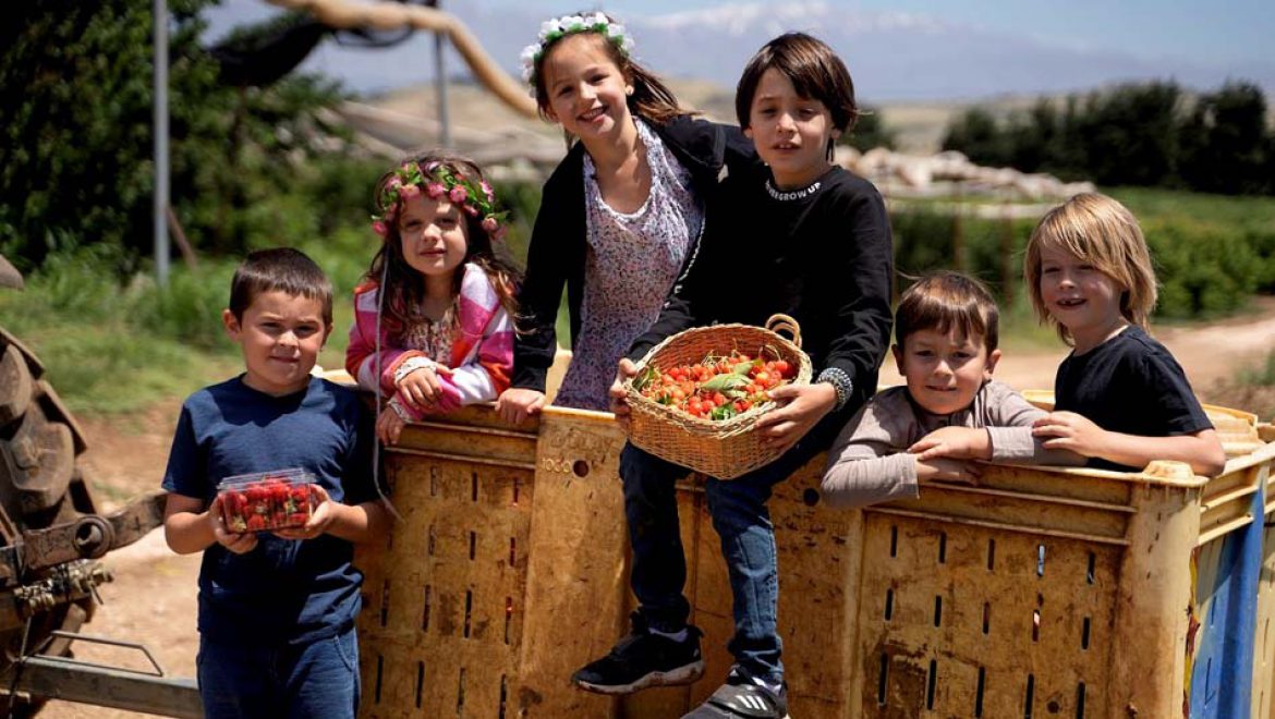 בוסתן ‘בראשית’ בעין זיוון יפתח שעריו לקטיף דובדבנים עצמי