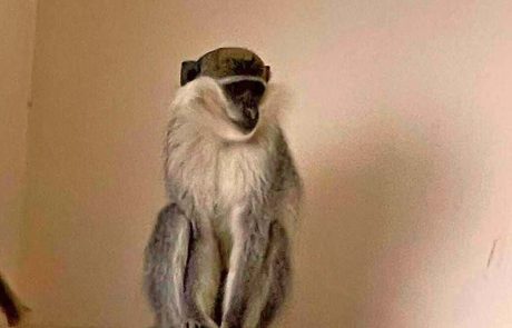 קוף נטוש חולץ מבי”ס ומטופל במקלט מוגן