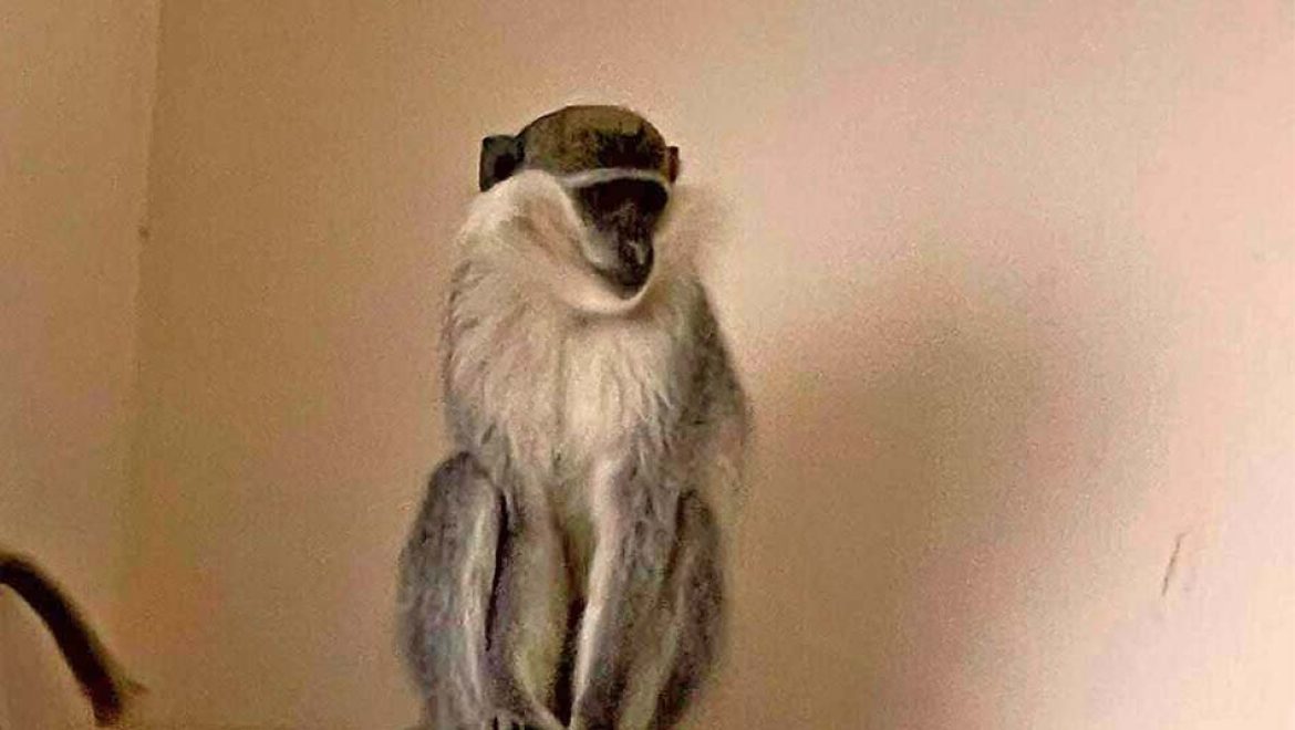 קוף נטוש חולץ מבי”ס ומטופל במקלט מוגן