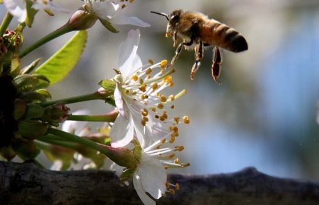 המשפחות מוזמנות לפעילויות ‘יום הדבורה הבינלאומי’ ב- 20 במאי