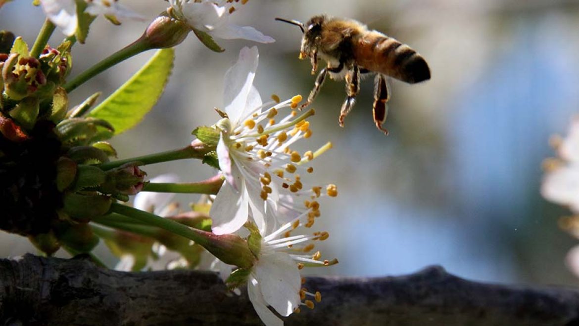 המשפחות מוזמנות לפעילויות ‘יום הדבורה הבינלאומי’ ב- 20 במאי