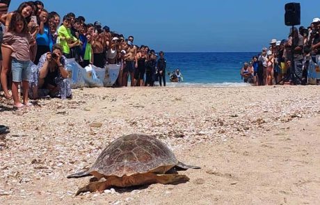 השבה לטבע של 3 צבי ים חומים: “תירצה”, “זכריה” ו”אלוש”