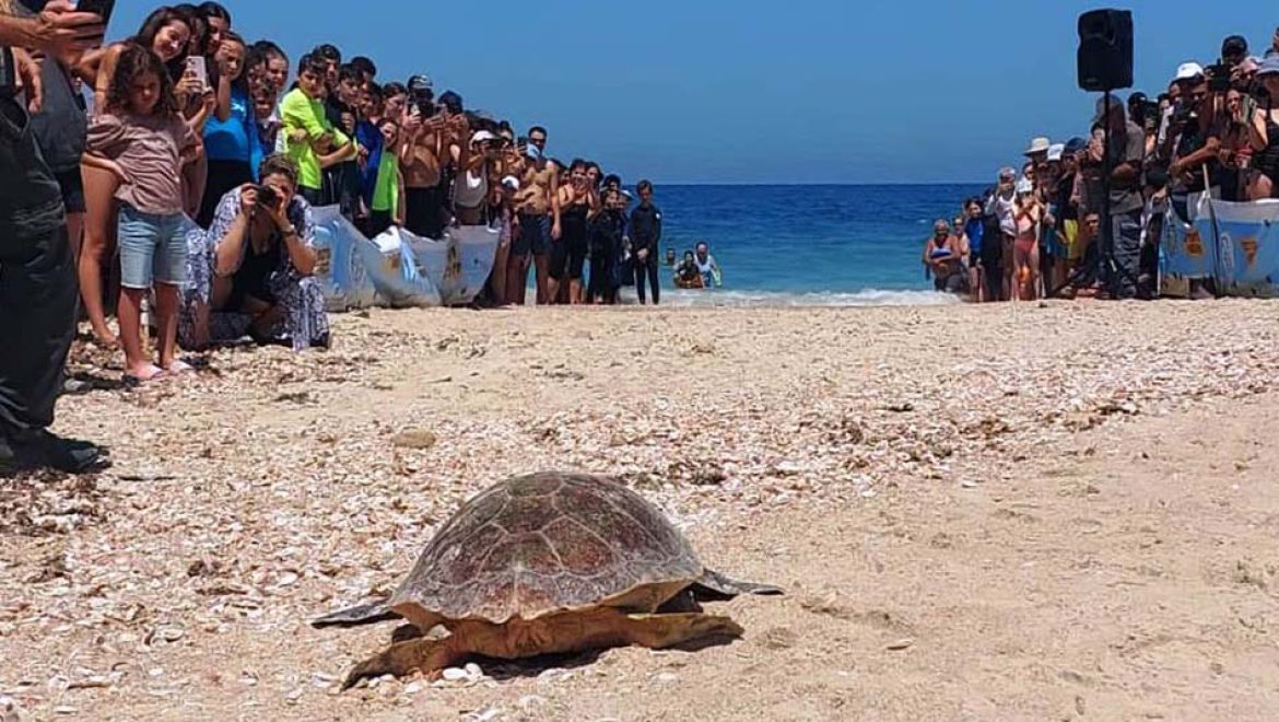 השבה לטבע של 3 צבי ים חומים: “תירצה”, “זכריה” ו”אלוש”