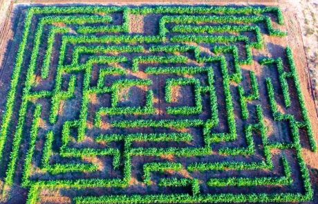 קלחים ומבוכים: אטרקציה חדשה למשפחות בקיבוץ ראש הנקרה