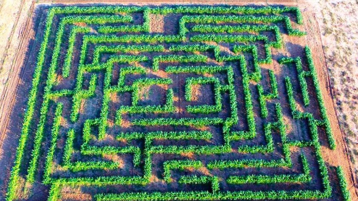 קלחים ומבוכים: אטרקציה חדשה למשפחות בקיבוץ ראש הנקרה