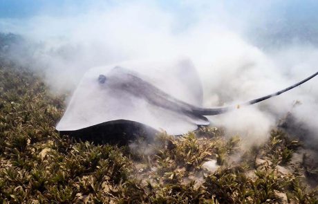 תיעוד נדיר של טריגון ורוד במפרץ אילת