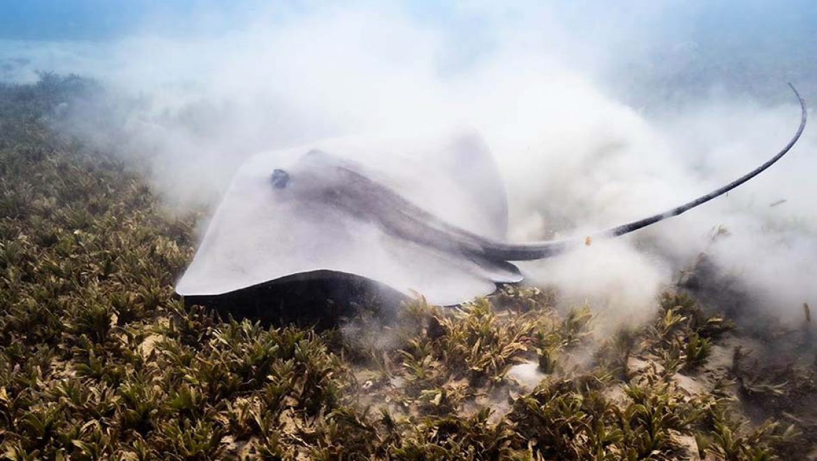 תיעוד נדיר של טריגון ורוד במפרץ אילת
