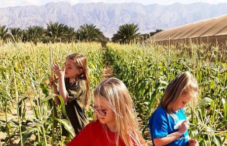 חממת חמשת החושים: בלב מטעי קיבוץ אליפז נפתחת עונת החורף