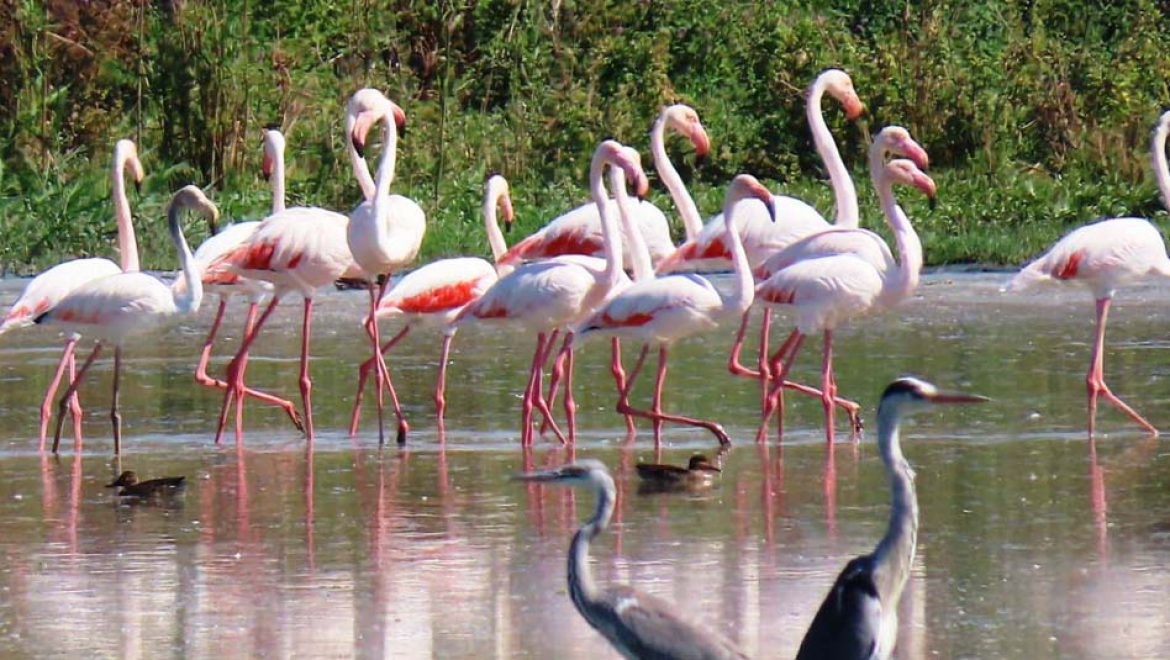 מופע מרהיב של פלמינגואים ואנפות בשמורת הטבע החולה