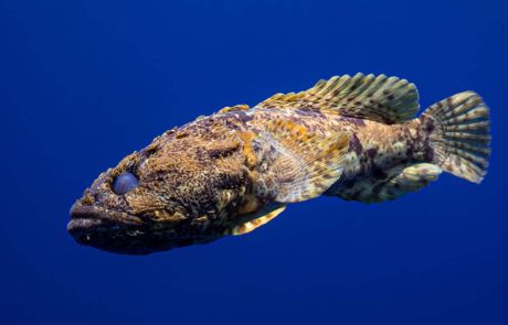 גם קרפד וגם דג? מבצע הצלה ושחרור של דג בשמורת האלמוגים באילת